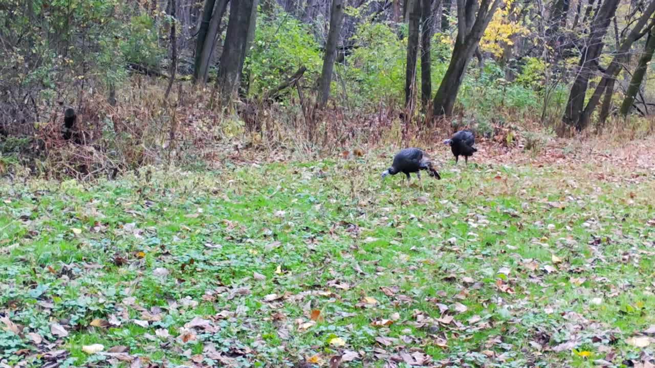 Two wild turkeys peacefully foraging in a clearing in a wooded area in the Midwest in late summer; one turkey sits down in tall grass; foraging squirrel nearby; wild game management and game camera