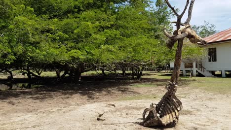 un conjunto de cráneo y costillas de búfalo en la isla rinca loh buaya en el parque nacional de komodo, flores, indonesia