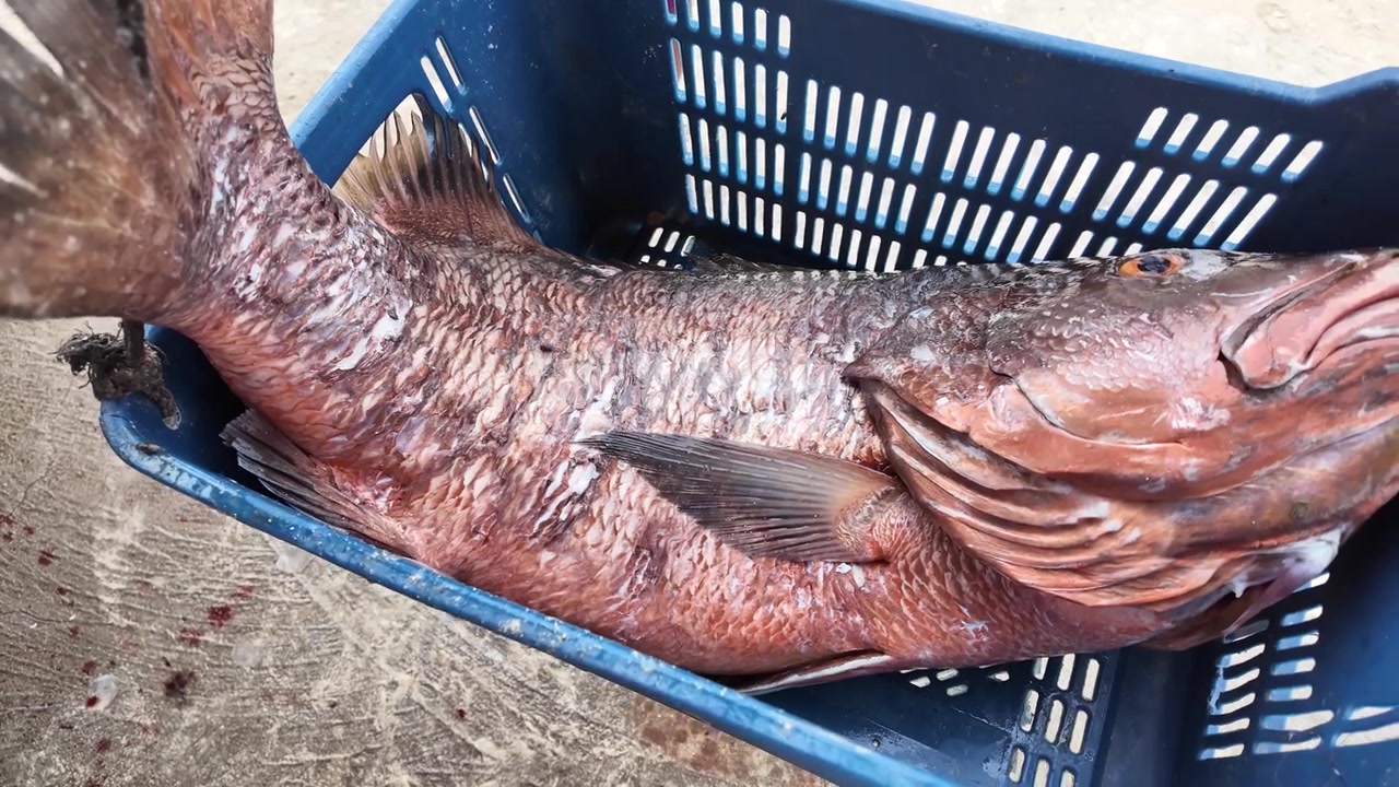 Stor färsk havsabborre i korg på traditionell fiskmarknad