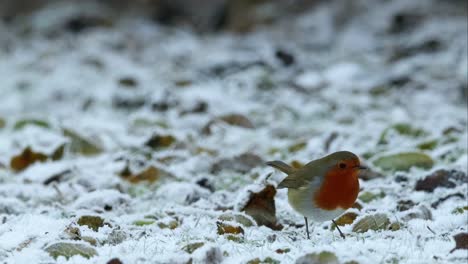 european robin bird feeding on ground winter frost slow motion
