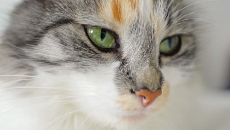 Green-eyes-of-beautiful-domestic-cat,-close-up-view