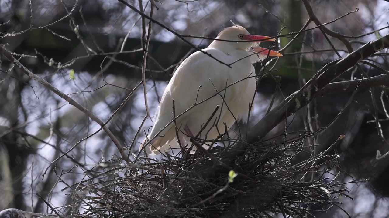 Cattle egrets on the nest. Bird colony.
