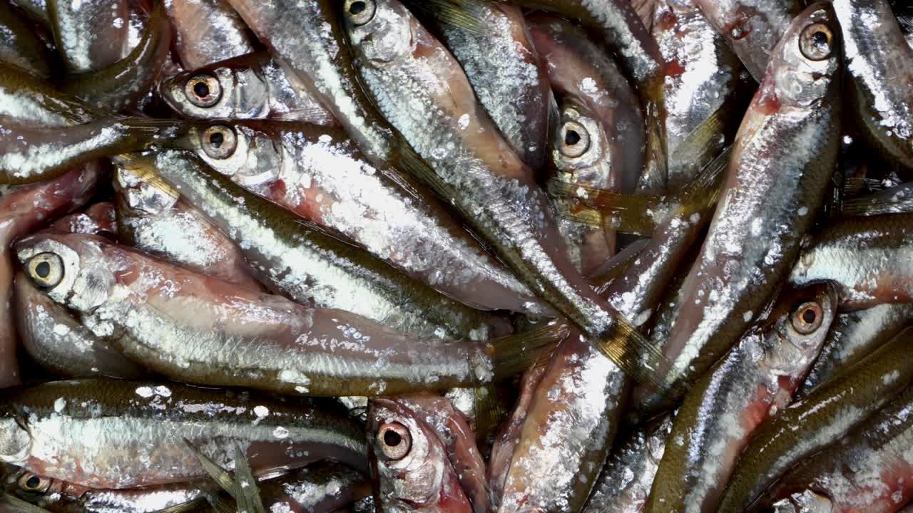 muchos peces pequeños anchoas, tyulka, espadín, mariscos de fondo alimentos crudos frescos.