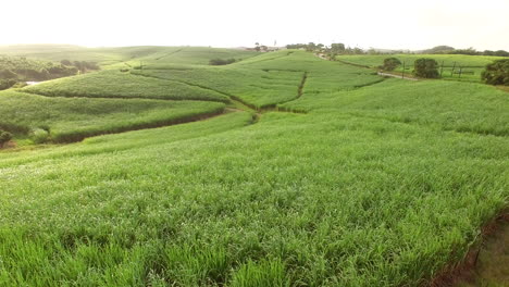 Drone-rising-shot-over-lush-green-sugar-cane-fields-in-South-Africa