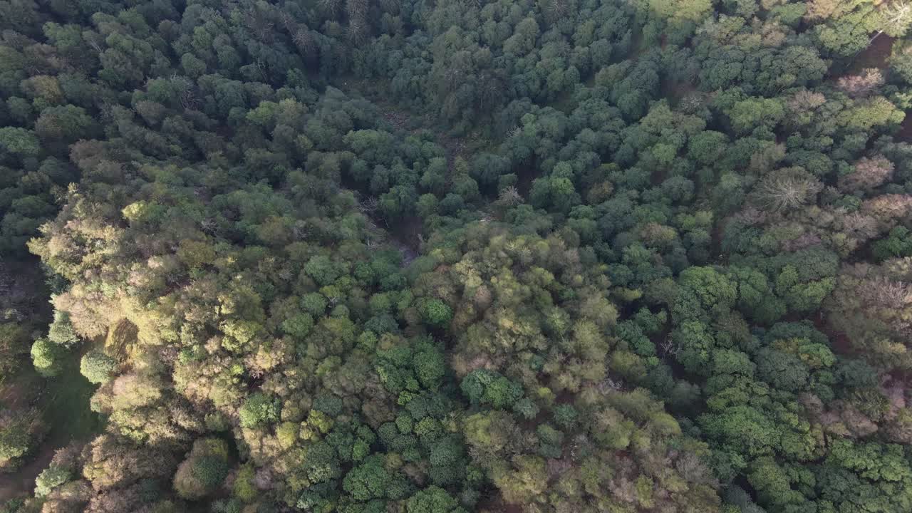Cenital shot over a very dense forest. Cinematic drone aerial shot. Les vosges, france