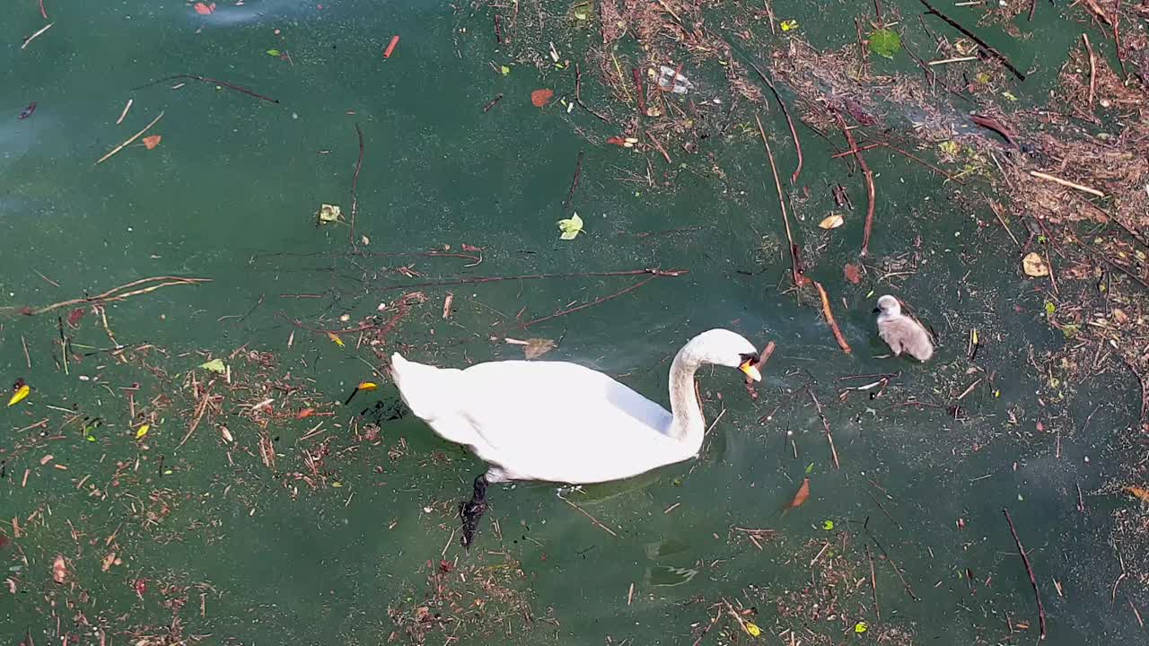 madre cisne y su cygnet flotando en el agua sucia del estanque contaminado