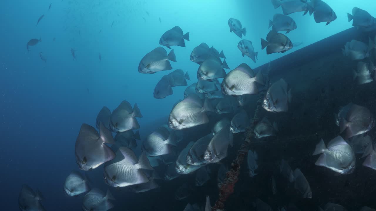 A large school of silver Batfish congregate deep underwater next to a shipwreck lit up by a scuba divers torch