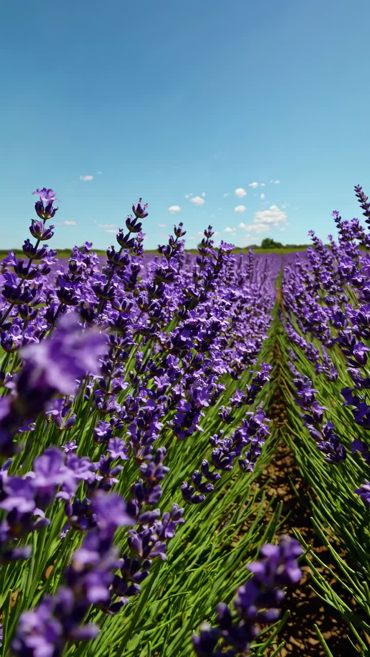 A low-angle video captures vibrant lavender fields under a clear blue sky, emphasizing depth