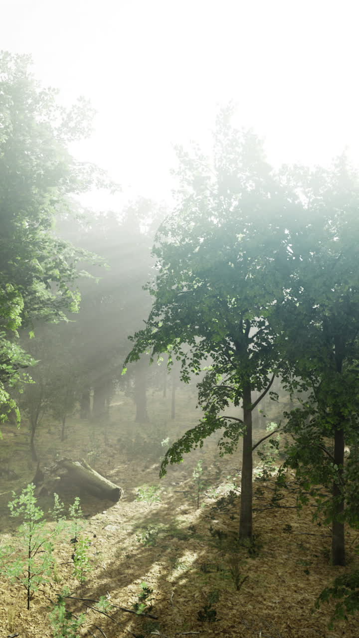 Enchanted forest bathed in mist and sunlight on a tranquil morning
