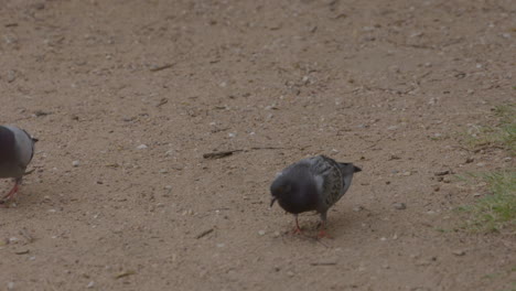 Zwei-Tauben-Picken-Im-Park-Im-Dreck