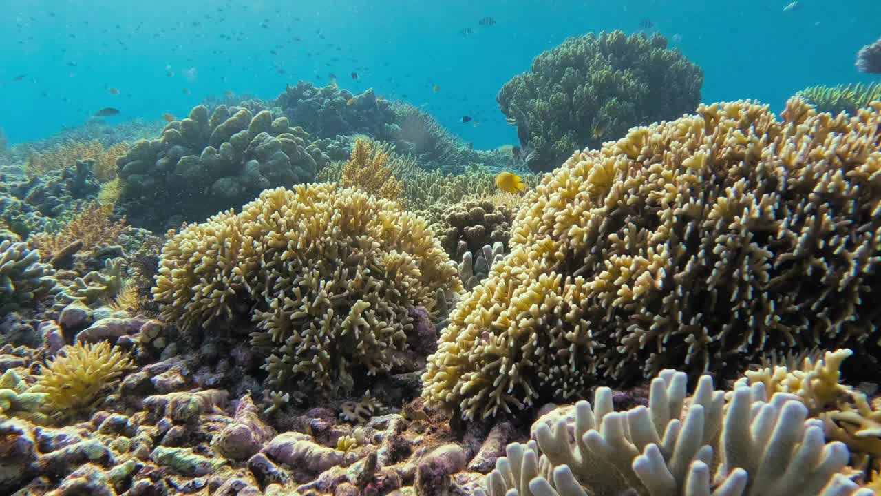 A static underwater landscape of the peaceful coral reef teeming with life in the Maldives. Small fish swim around the colorful corals in shallow water, creating a serene and beautiful scene.