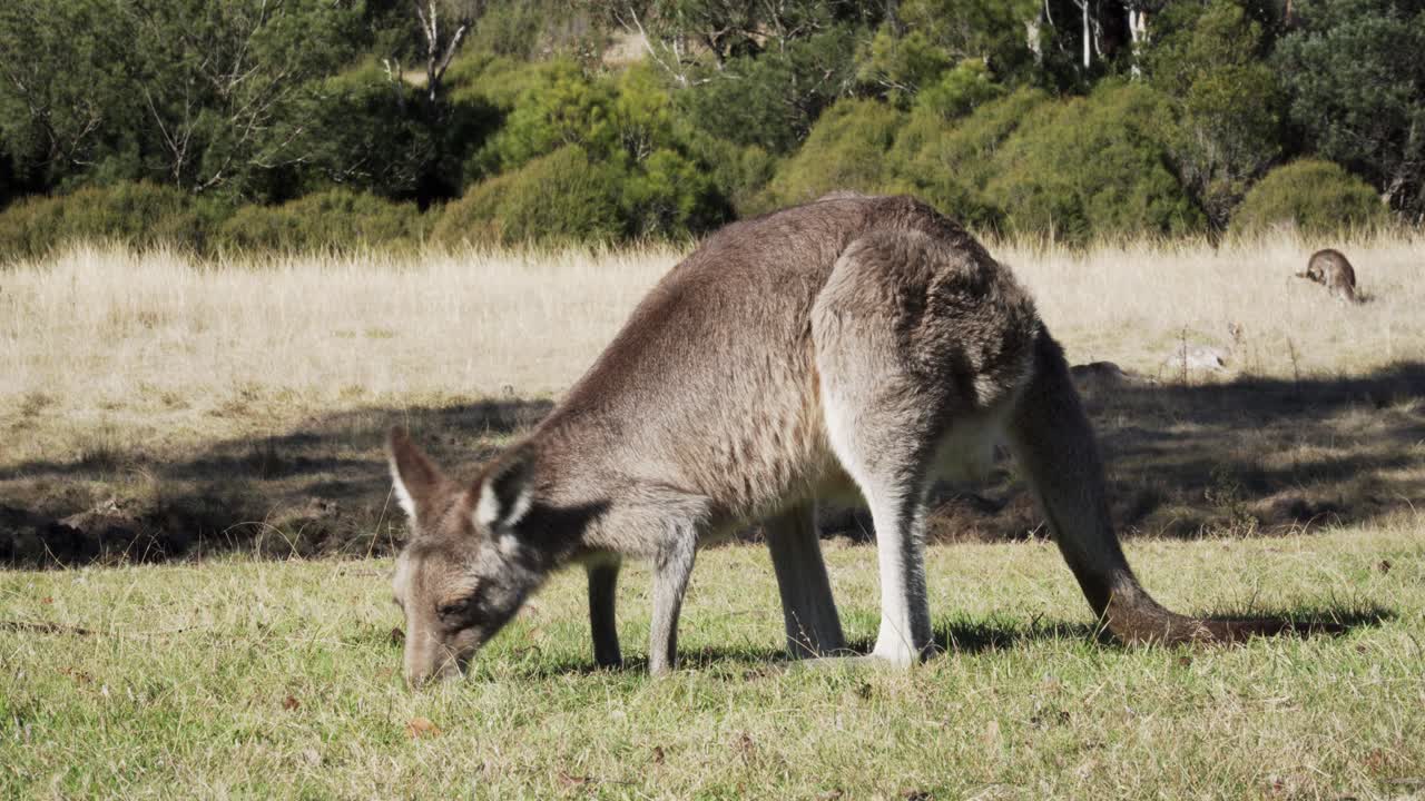 vista de wallaby pastando en la selva australiana - plano general