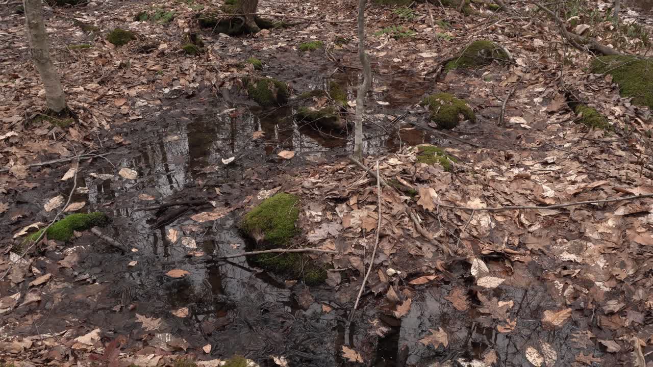 Lots of dead leaves at the beginning of spring with a peaceful stream flowing down a mountain. This creates a beautiful and relaxing cinematic view to watch.