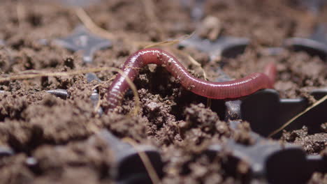 The-earthworm-gets-into-the-soil.-Close-up-shot