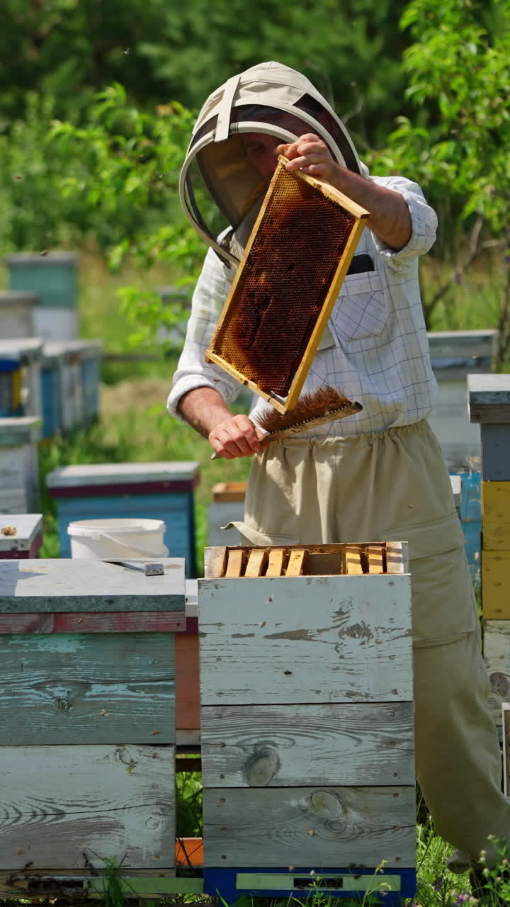 Cleaning off the honey frame from bees. Apiarist uses brush to shake off the insects. Bee farm at backdrop of nature. Vertical video