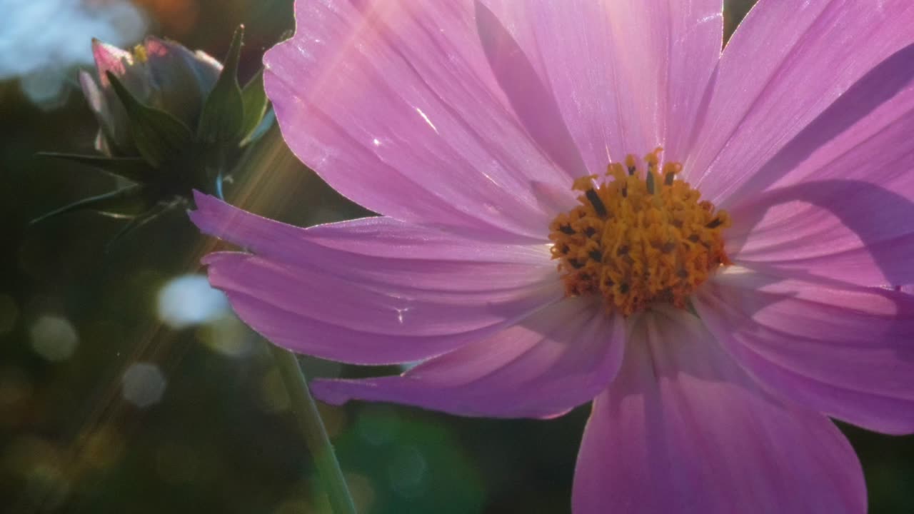 Una ripresa macro onirica al rallentatore cattura un fiore di cosmos rosa. Una lente vintage offre un look da pellicola retrò con bokeh morbido e bagliori di luce naturali, evidenziando le delicate texture floreali in 4K