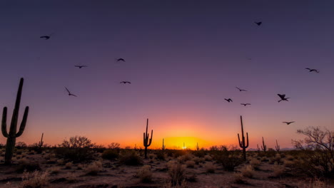 desert sunrise/sunset with birds and saguaros