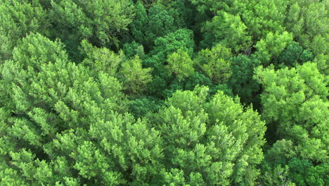 a drone flight over a green deciduous forest in slow motion