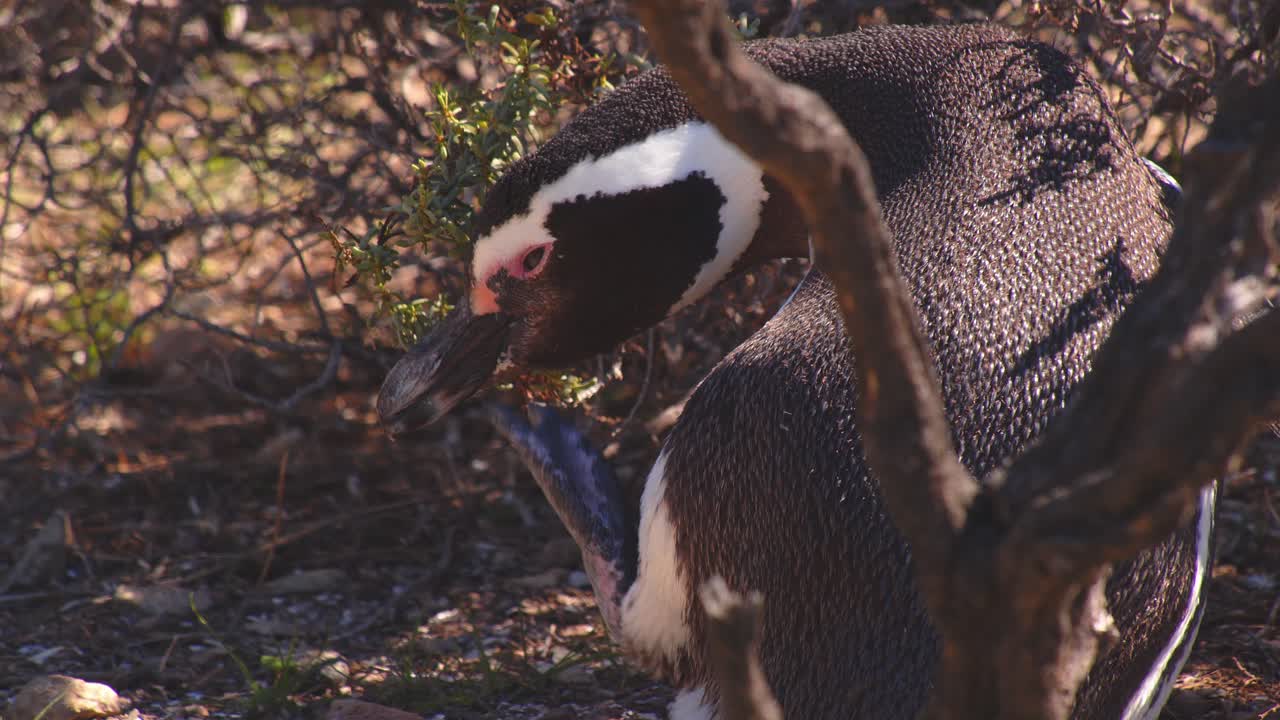 un solo pingüino magellánico esperando a la sombra del arbusto rascándose el pico con el pie palmeado en bahia bustamante