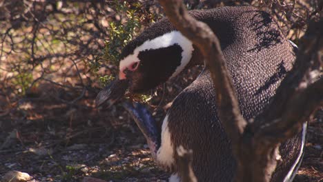 Ein-Einzelner-Magellanpinguin-Wartet-Im-Schatten-Des-Busches-Und-Kratzt-Sich-Mit-Schwimmhäuten-Am-Schnabel-In-Bahia-Bustamante