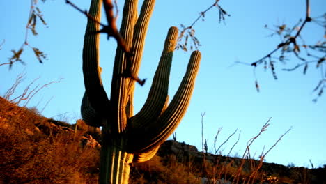 planta de cactus espinoso en el desierto paisaje salvaje de arizona a la hora dorada del atardecer