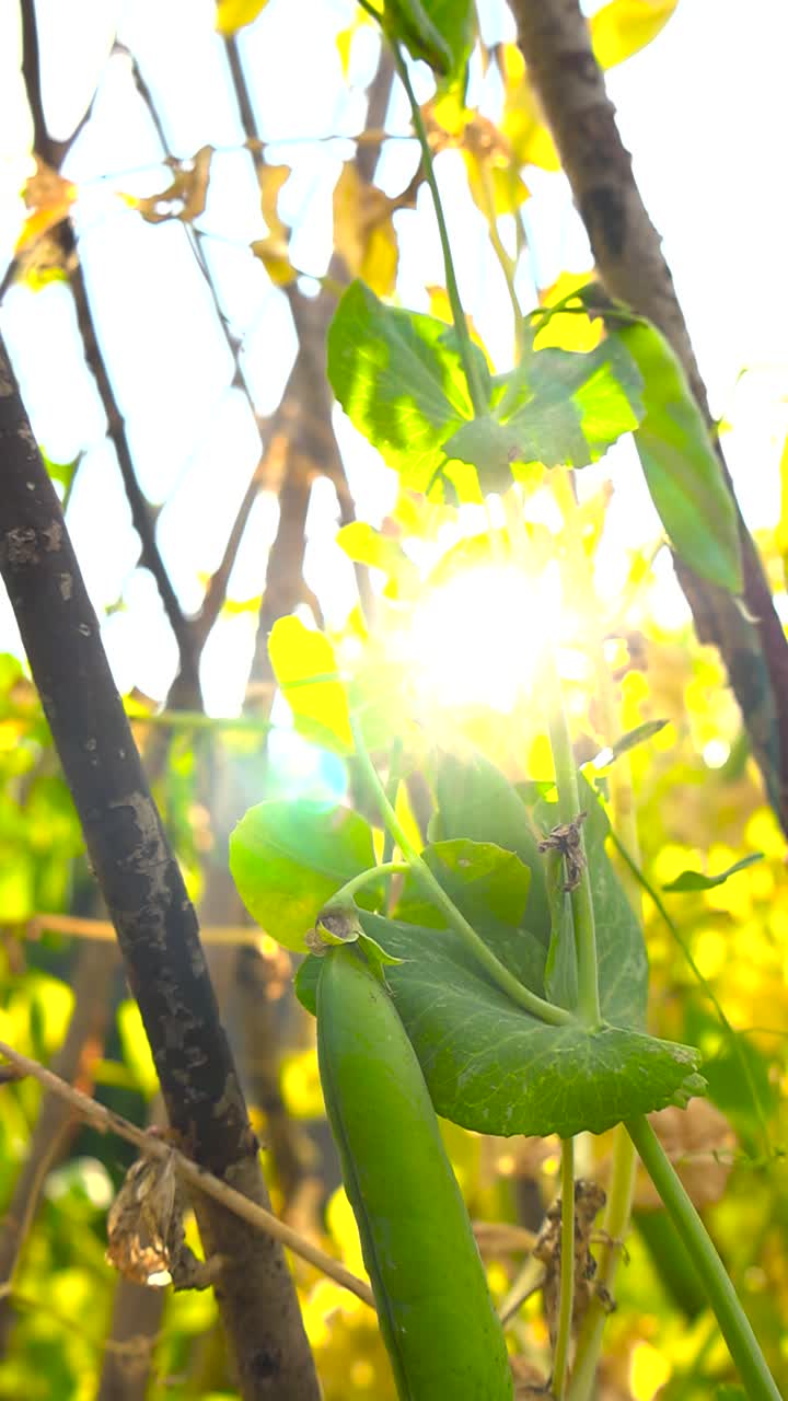 Vertical video of green pea pods or peas haning on a green pea plant that is back lit by sunlight during a summer day with wooden stick holding up the plants. Golden yellow sunshine at warm day