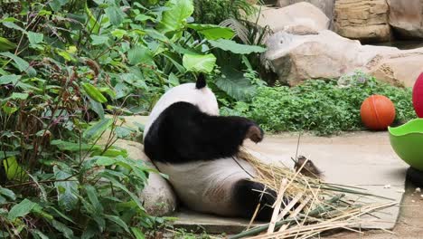 panda resting in zoo enclosure