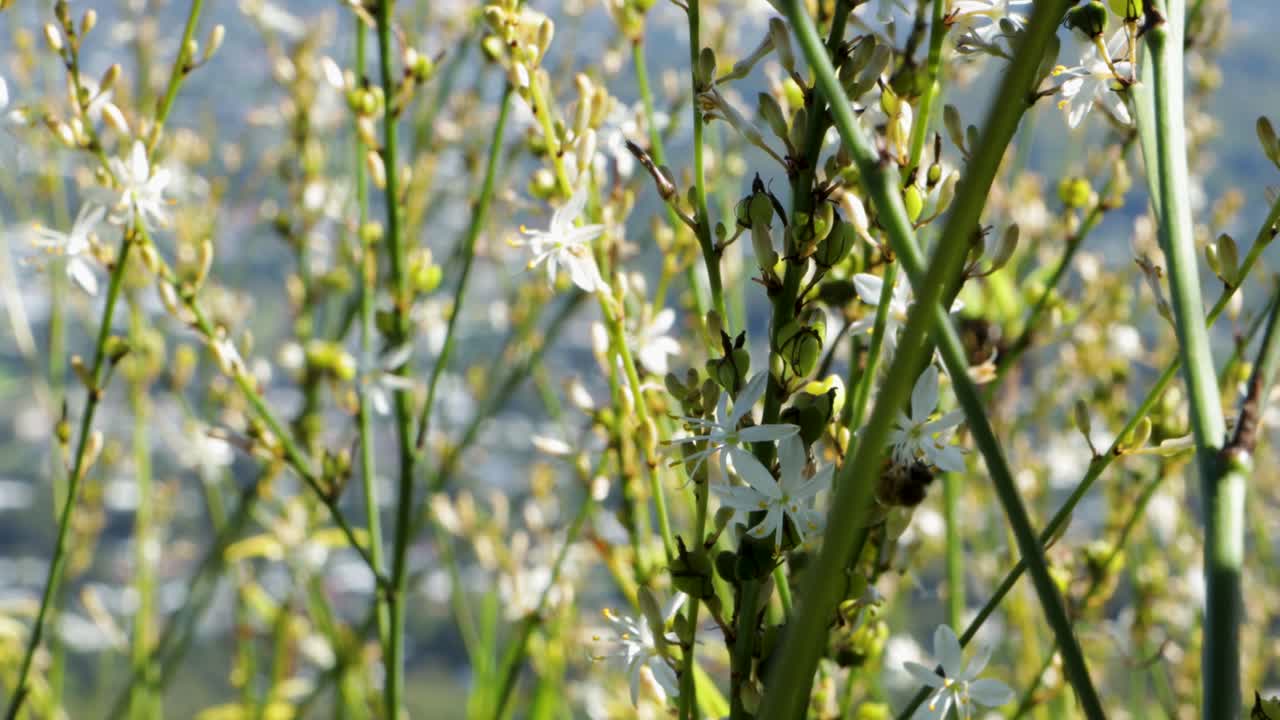 Close up of Bees on flowers with distant town in background