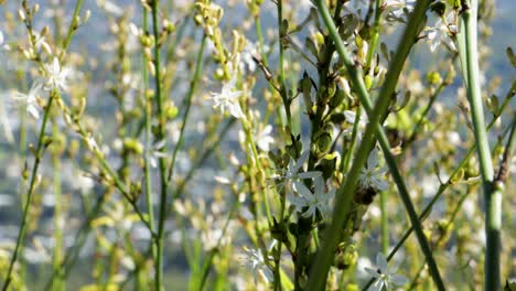 close up of bees on flowers with distant town in background