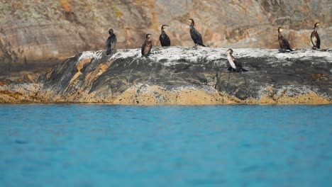 a flock of cormorants perched on the rocky island near the shore