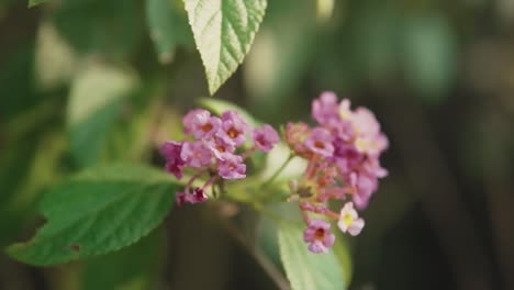 toma panorámica de una flor rosa balanceándose en el viento entre hojas verdes con fondo borroso