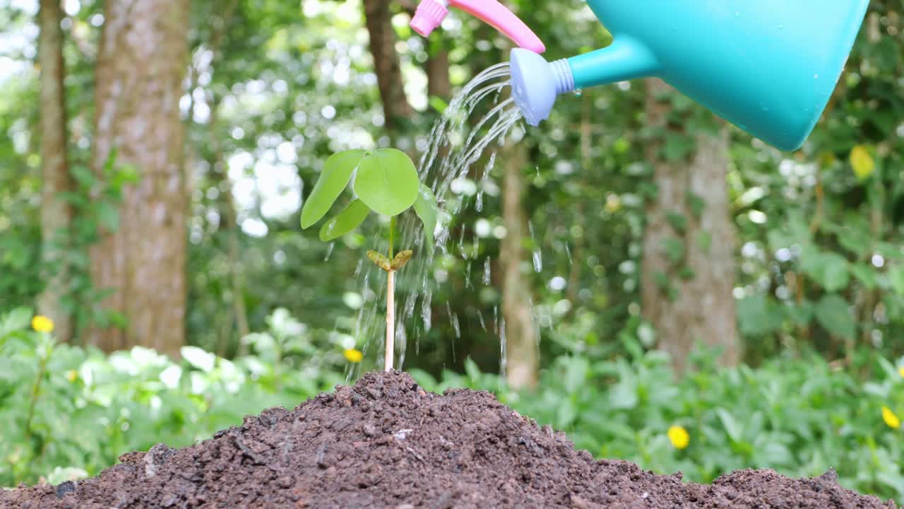 작은 나무가 자라면서 잘 심어지고 잘 물을 주고 있습니다.