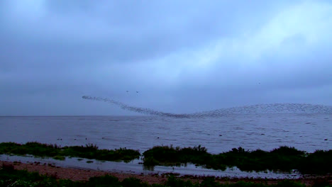 Knot-Murmuration-In-Snake-Shape-Over-The-Waters-During-High-tide-In-Snettisham,-Norfolk,-England