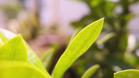 El-Timelapse-Dinámico-Captura-Primeros-Planos-De-Hojas-De-Plantas-Tropicales-Durante-El-Día,-Con-Otras-Plantas-En-El-Fondo.