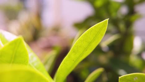 el timelapse dinámico captura tomas en primer plano de hojas de plantas tropicales durante el día, con otras plantas en el fondo