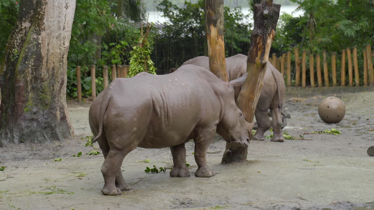 싱가포르 동물원에서 비가 오는 동안 뿔이 달린 코뿔소 껍질을 벗기는 통나무
