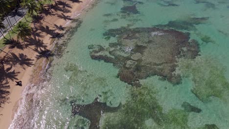 crystal clear water of playa el portillo with tropical palm trees in summer in el limon, samana, dominican republic. - aerial shot
