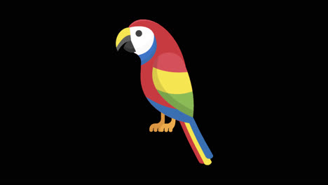 colorful parrot illustration