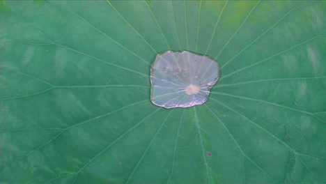 gota de agua en cámara lenta en la hoja de loto