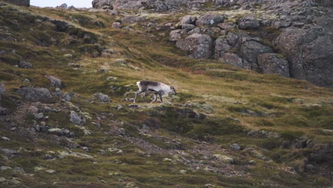 Solitary-reindeer-bull-walking-down-grassy-slope-with-rocks-in-Iceland