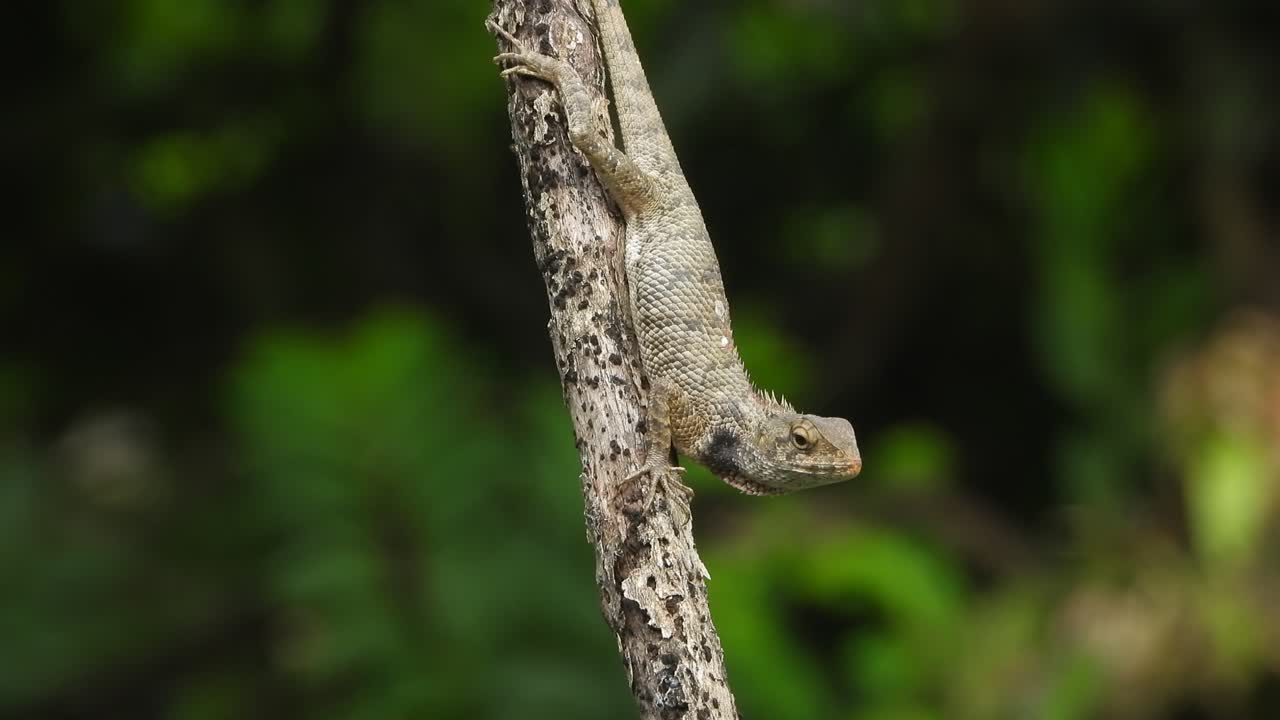 Lizard relaxing on stick and waiting for hunt