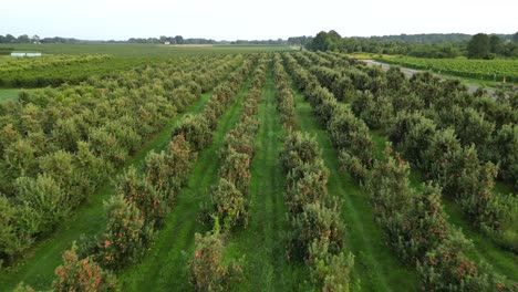 Apfelgarten-Bauernhof-Feld-Landwirtschaft-Konzept