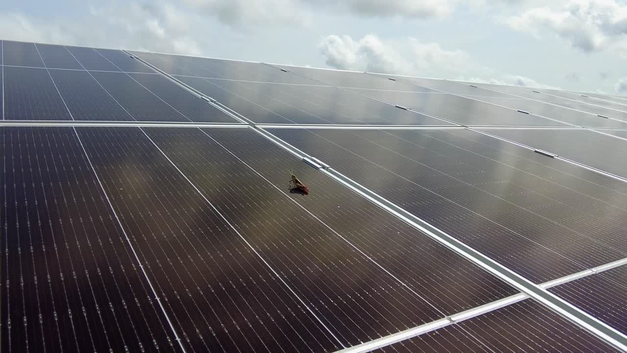 un saltamontes de pie en un panel solar con luz cálida durante un día soleado, concepto de tecnología y naturaleza para el progreso sostenible no contaminado planeta tierra ecológico