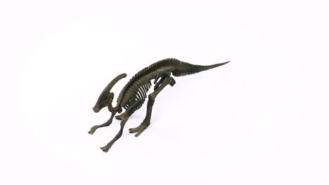 Parasaurolophus-Skeleton-white-background-video