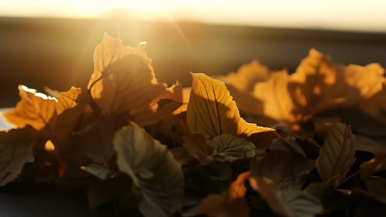 Autumn leaves bathed in sunlight
