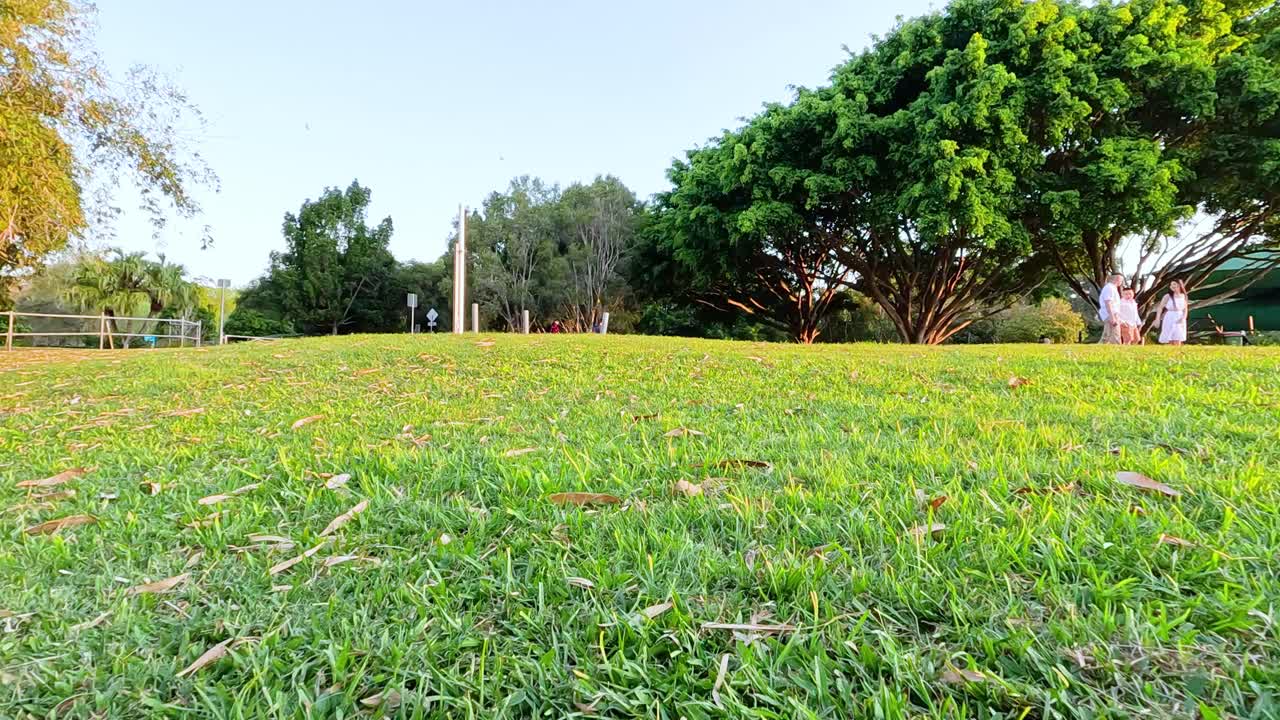 나무 와 새 들 이 있는 푸른 공원
