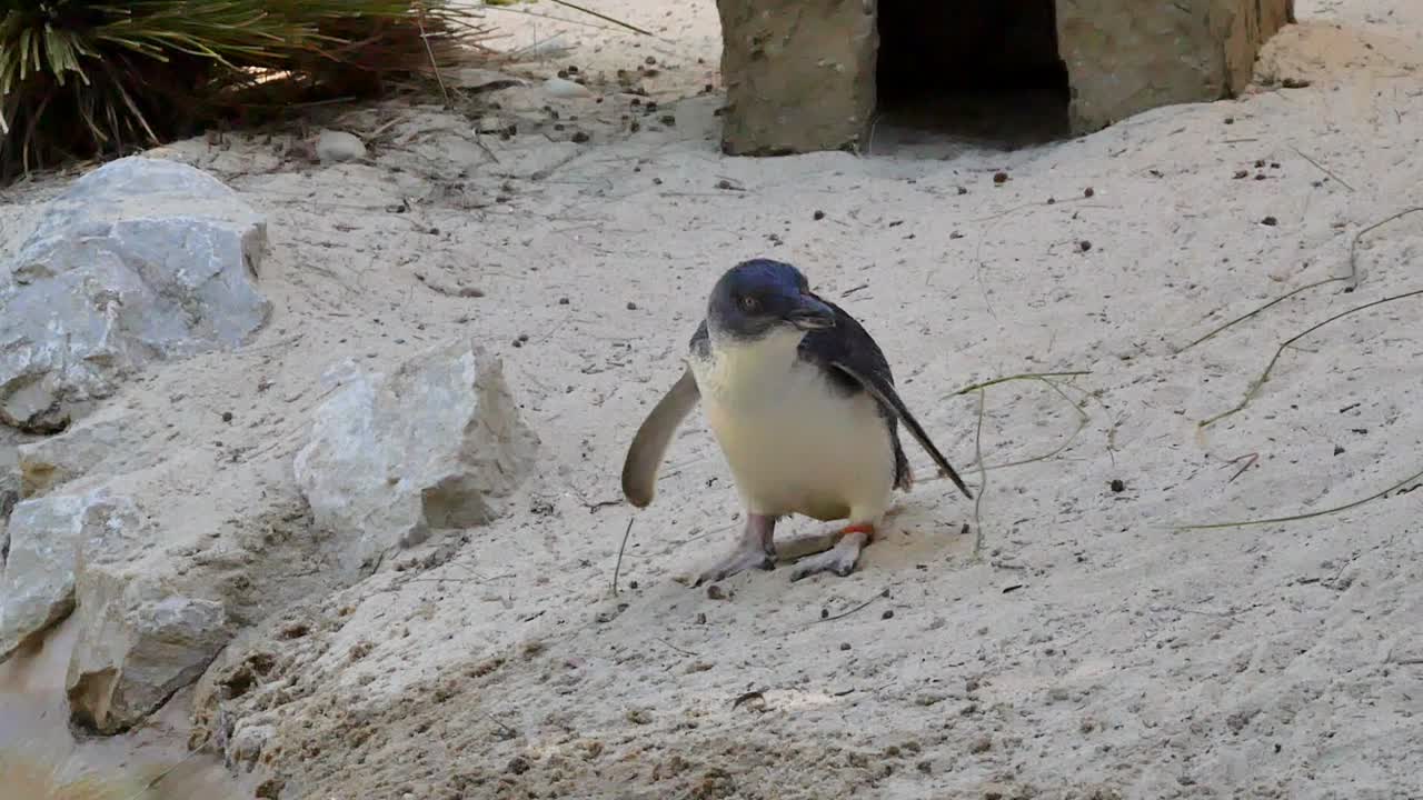 Penguins going into the water