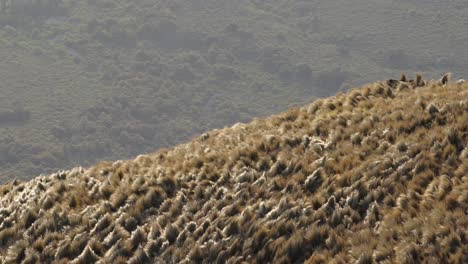 Pasto-Balanceándose-Suavemente-En-La-Montaña-En-Un-Día-Ventoso