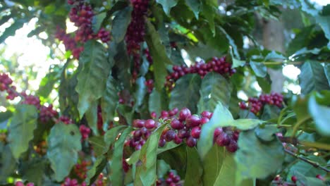 一棵咖啡植物充满了红色的成熟咖啡豆果实在风<unk>的田野