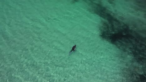 Aerial-drone-View-Of-A-Free-Diver-Swimming-On-The-Tropical-Beach-In-Carnarvon,-West-Australia---Aerial-Shot